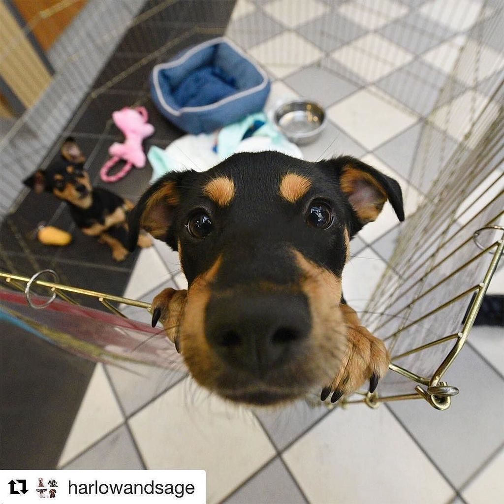 DonnaModerna's tweet photo. Tra le tante giornate nazionali c'è anche la #clearthesheltersday 🐶. La organizzano ogni anno negli #Usa. È la mar… https://t.co/xEpa4q6lK8 https://t.co/xYOA7JQySc