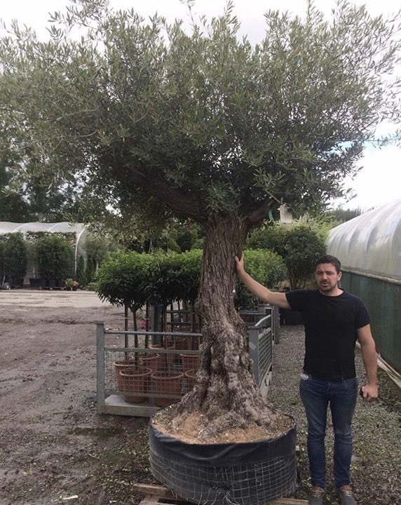 AlanRudden's tweet image. Tagged this stunner during the wk for a City Centre project we have coming up next month. The canopy is over 3m wide