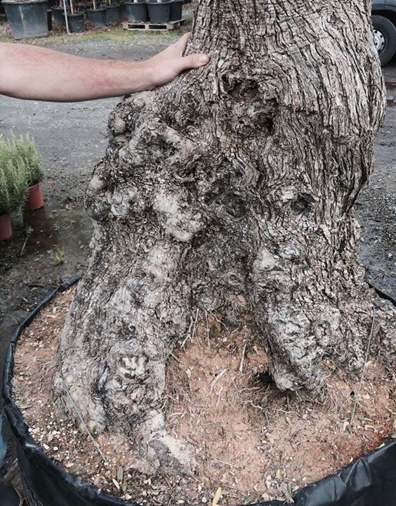 AlanRudden's tweet image. Tagged this stunner during the wk for a City Centre project we have coming up next month. The canopy is over 3m wide