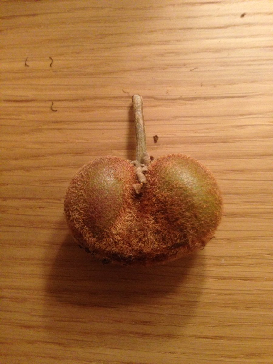 Pokhara8's tweet photo. 🌱Vous connaissiez le #cocofesse des #Seychelles ? 
Voici le kiwifesse du #Portugal 😜😂 #fruit #nature #NaturePhotography #kiwi 🌱 https://t.co/3EXgy3bYL5