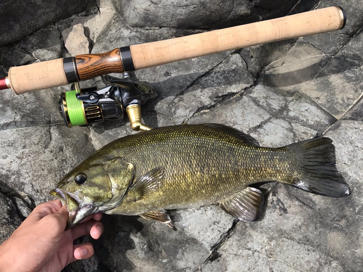 Fumiya Su Twitter 初めてスモールマウスバス狙いに行ったけど釣れて良かった 激流なのでサイズの割に引いた ヒットルアーは イモグラブ50とヤマセンコー3インチ