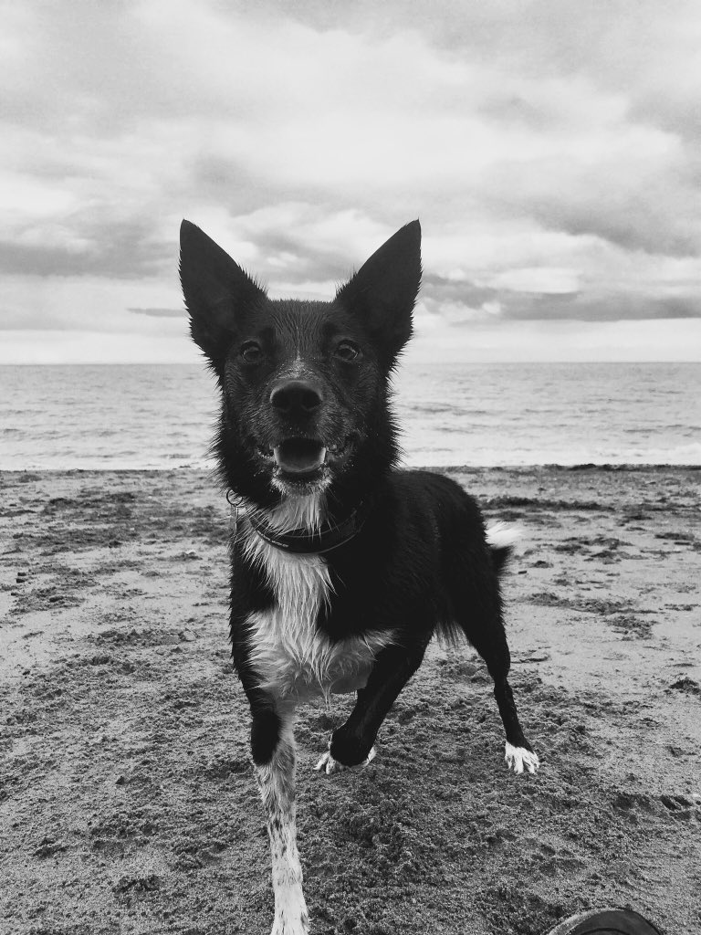 markyAYE's tweet photo. @cassandra17lina It's exactly my dog https://t.co/nF65FG0mzR