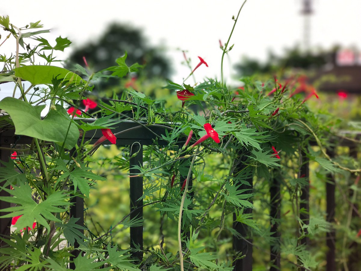 華咲 Di Twitter サザエさんみたいな花 紅葉縷紅草 Ipomoea Multifida 丸葉縷紅草と縷紅草の交配種です ヒルガオ科イポメア属のつる性 一年草 花言葉 おせっかいな人