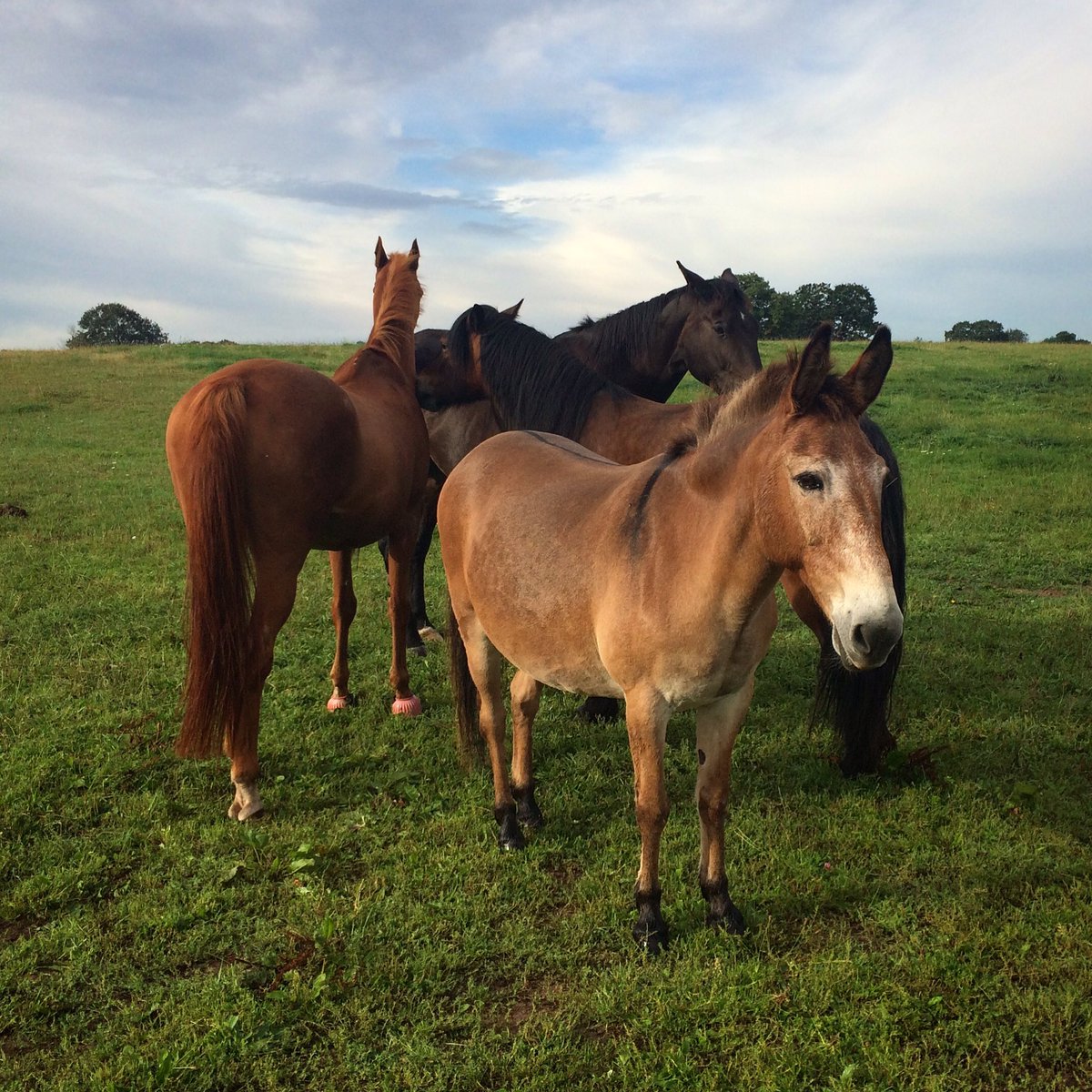westgatelabs's tweet photo. Keeping horses in stable herds is better for their worm control and helps to satisfy the three F's: Friends, Forage and Freedom 💚 https://t.co/YOafxMTr2c