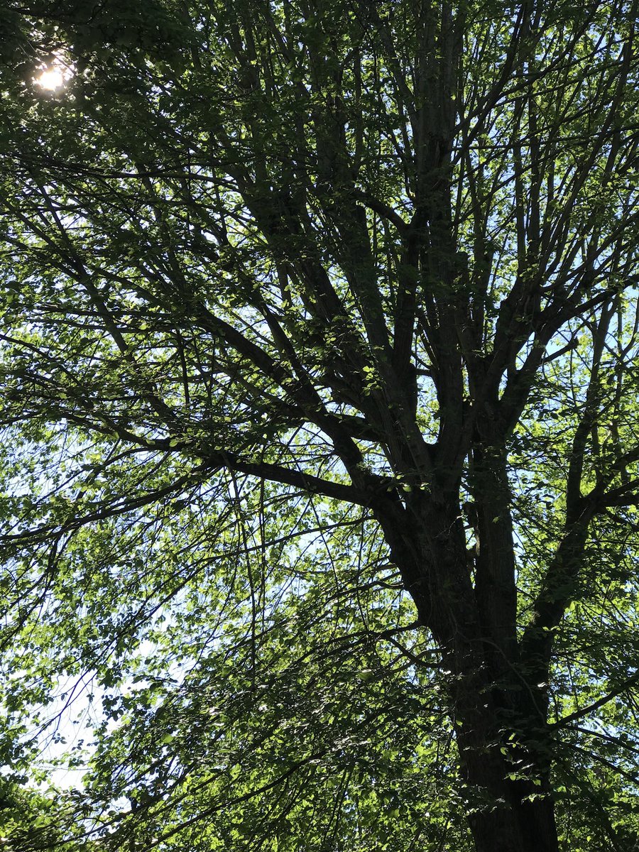 Council has to have a plan to deal with endangered butterflies before destroying their habitat but it doesn't need to succeed.