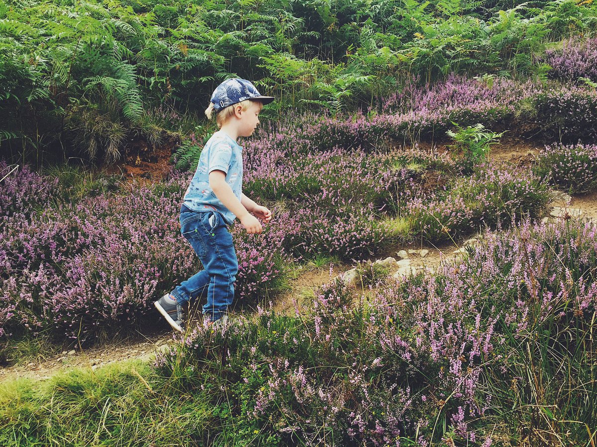 _Play_Adventure's tweet photo. Lots of heather out in the @peakdistrict hills 💜 #peakdistrict #kinderreservoir https://t.co/C3gf9AI9kx