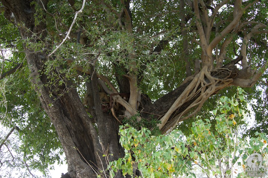 africaInscribed's tweet photo. Can you spot the Leopard in the tree? https://t.co/mtxBoL5LTV