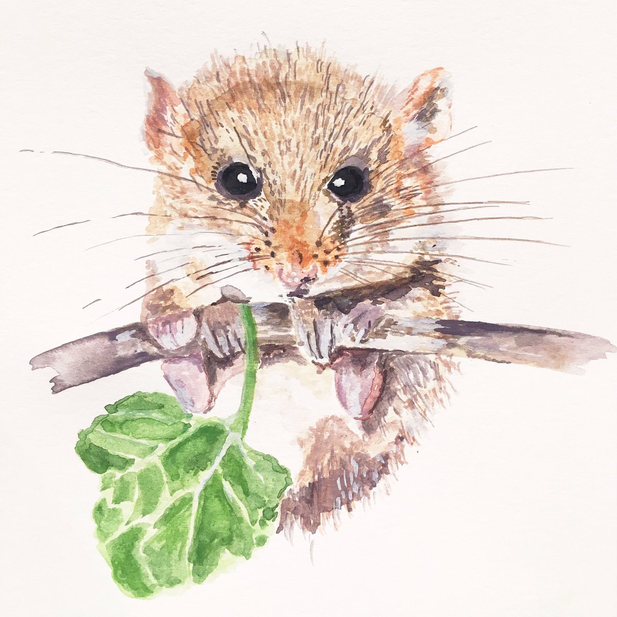 Louise Naughton on Twitter: &quot;A curious dormouse #illustration #watercolour #instagram https://t.co/MURaH5DtXP https://t.co/o1mUJmYWb7&quot; / Twitter