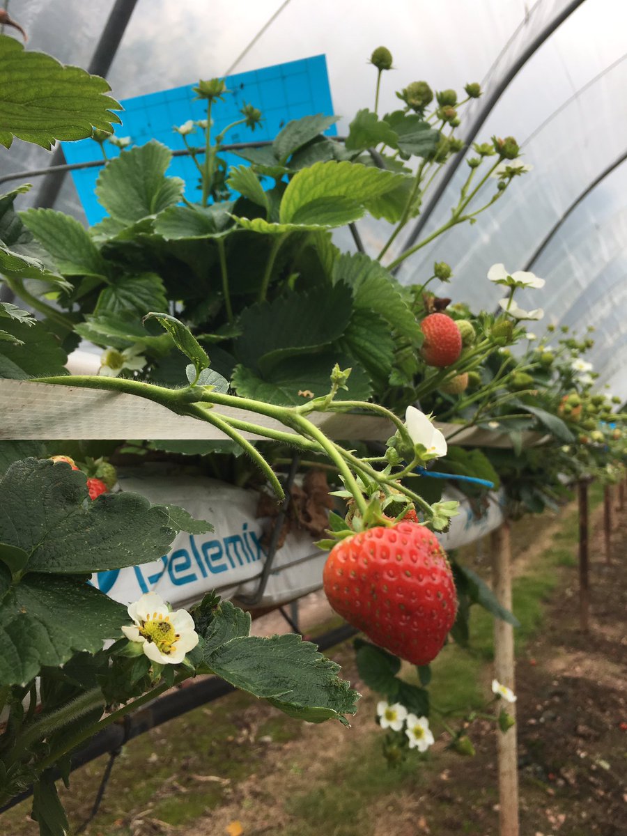 PassportGoals's tweet photo. Fruit picking Sundays in #Hereford 🍓 https://t.co/v2bJrztXRk