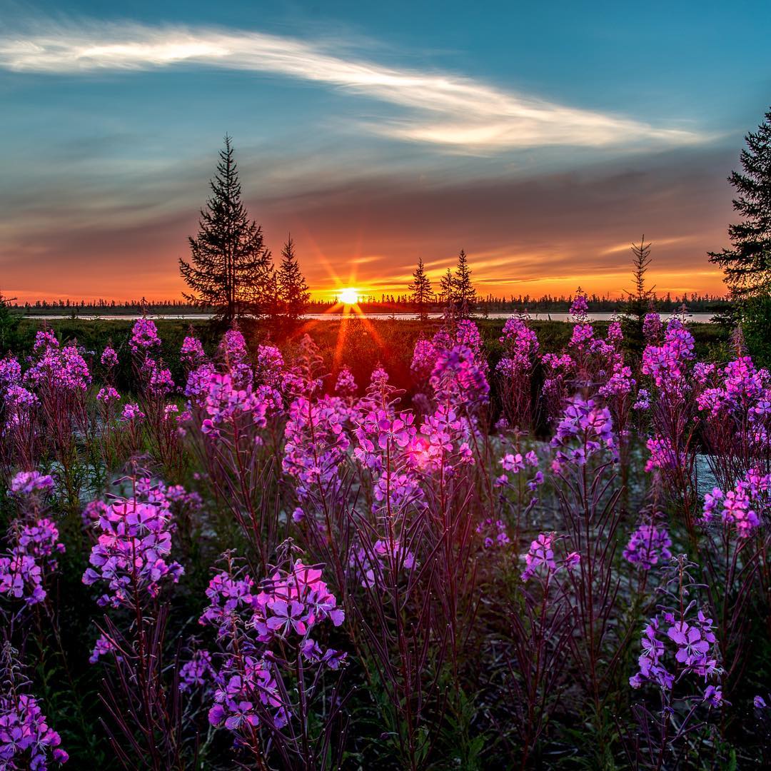 Иван-чай в лучах закатного солнца. Сибирь. vk.com/id2700680 (© Камиль Нуреев) 
#Красоты_России #КрасотыРоссии #Россия