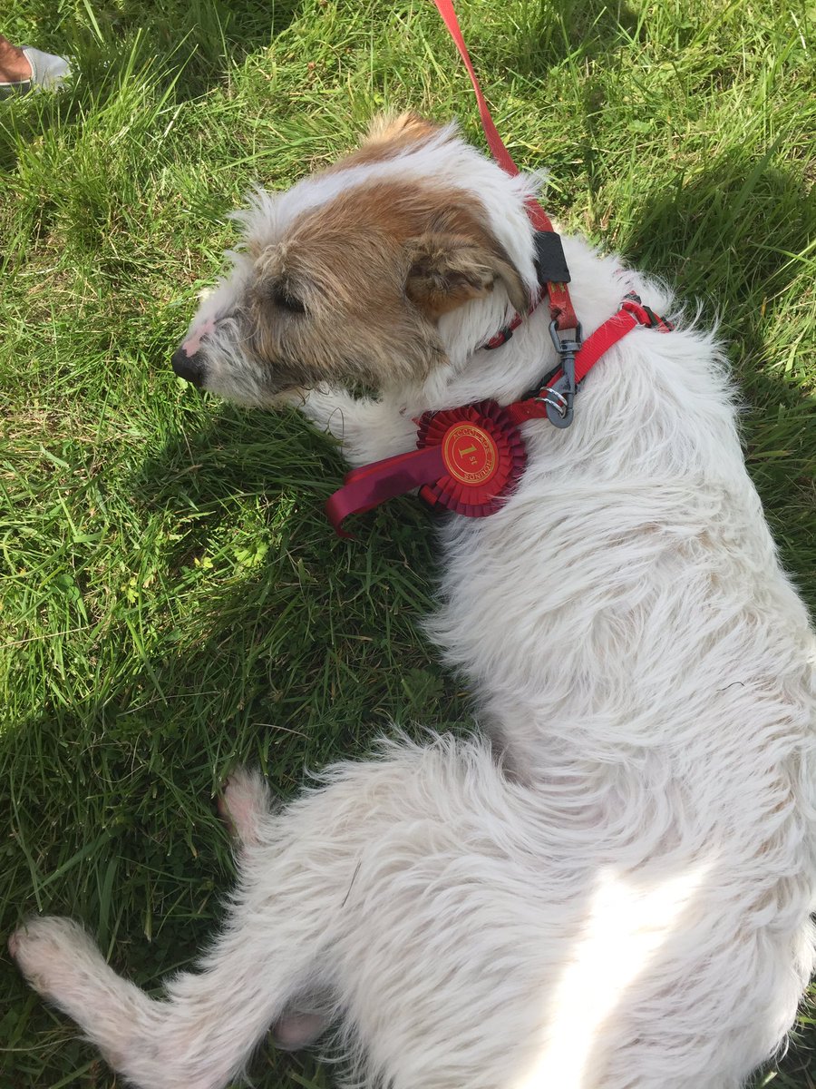 penfoldholes's tweet photo. @HeathlandsAS Fern adopted on Thursday and today won first prize for best non pedigree rescue at Accolade Hounds dog show https://t.co/9sOFoKKEHr