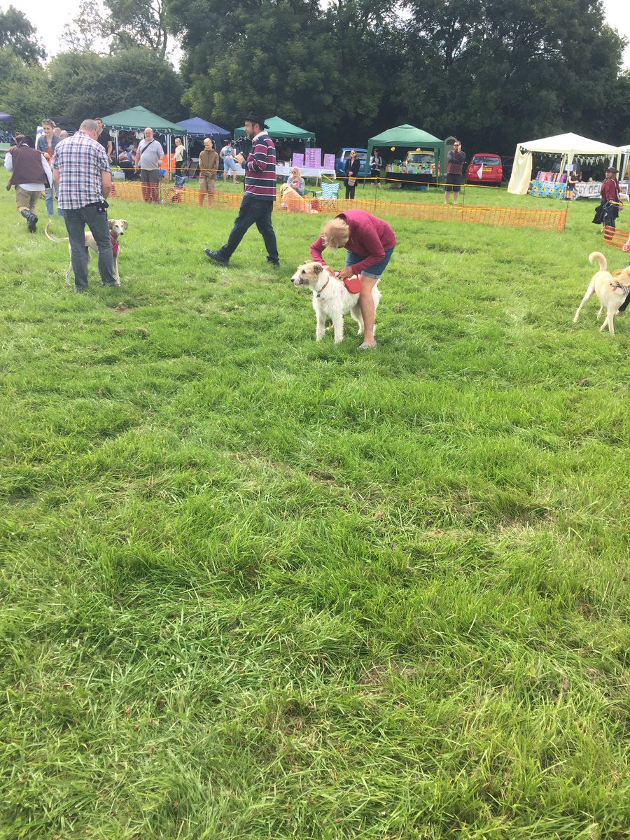 penfoldholes's tweet photo. @HeathlandsAS Fern adopted on Thursday and today won first prize for best non pedigree rescue at Accolade Hounds dog show https://t.co/9sOFoKKEHr