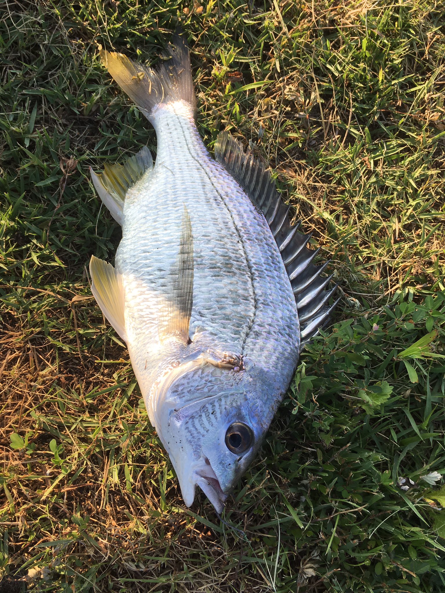 تويتر ゆ على تويتر 川で食パンにチヌ キビレ が T Co Qxmlcdpc2l