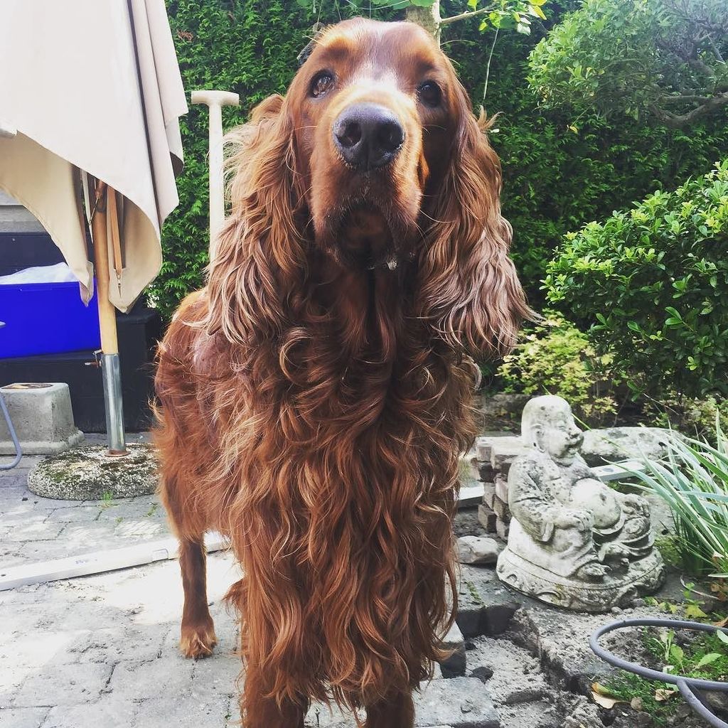 JamesJungleland's tweet photo. Garden dog
#setterselfie #irishredsetter #irishsetter #redsetter #setter #setterofinstagram #setterlove #instaset… https://t.co/BFcZecWx5J https://t.co/v1G0SEMvfb