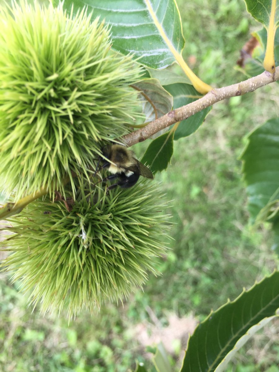 michmadill's tweet photo. #BumbleBeeCount @FoE_Canada Centennial Park, Toronto ON https://t.co/kjmBYbZBEz