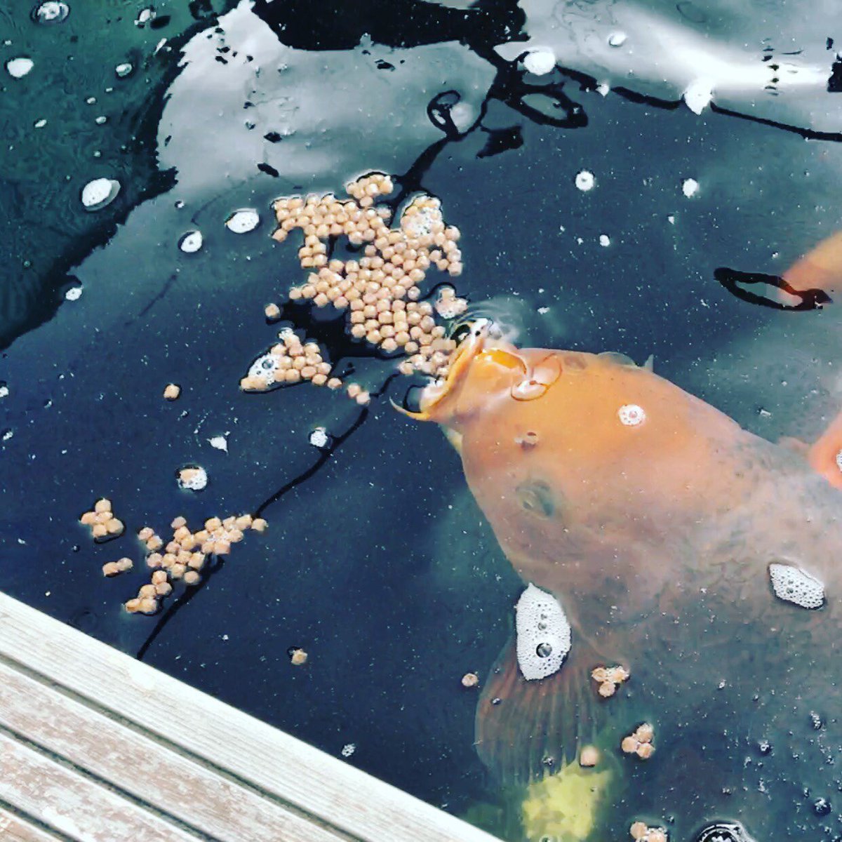 cbk_videos's tweet photo. Love this pic of my biggest koi #youtube #koi #pond #fish #koicarp #youtuber #subscribe #koifry #followers #retweet #follow #YouTube #views https://t.co/mgZOtfuxDE