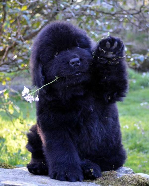 iRazasdePerros's tweet image. Raza: Terranova
Origen: Canadá / UK 
Peso: 45 a 70 Kg.
Tamaño: Grande
Carácter: Tranquilo Dócil Gentil Entrenable Afable Guardián