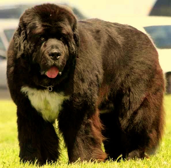 iRazasdePerros's tweet image. Raza: Terranova
Origen: Canadá / UK 
Peso: 45 a 70 Kg.
Tamaño: Grande
Carácter: Tranquilo Dócil Gentil Entrenable Afable Guardián