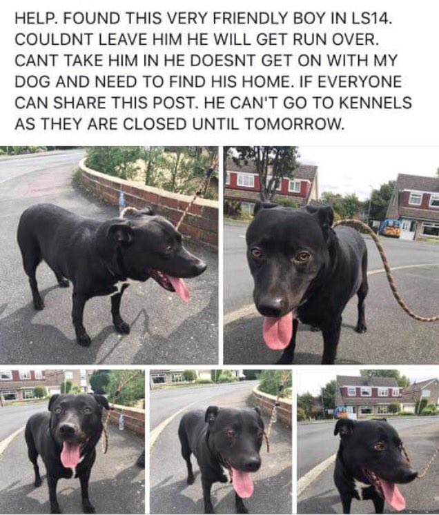 RT <a href="/ChapelAToday/">Chapel A Today</a>: Help get this lovely dog back to his owner! Please RT  <a href="/LostboxYORKS/">Lostbox - Yorkshire</a>