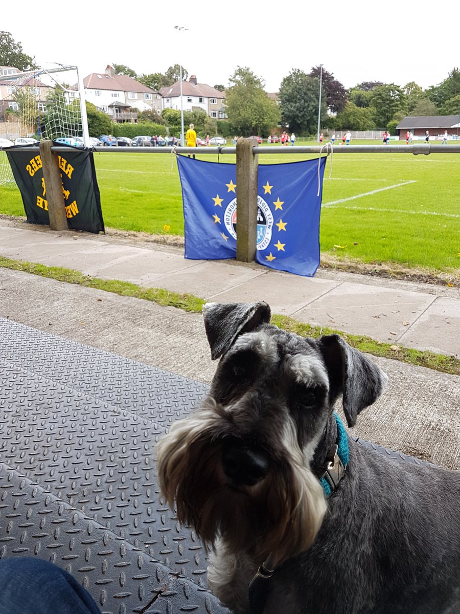 HenryHornerDog's tweet photo. At @WDC_Women Vs Bury today woofing on the West ladies! https://t.co/ObMPEhcXeC