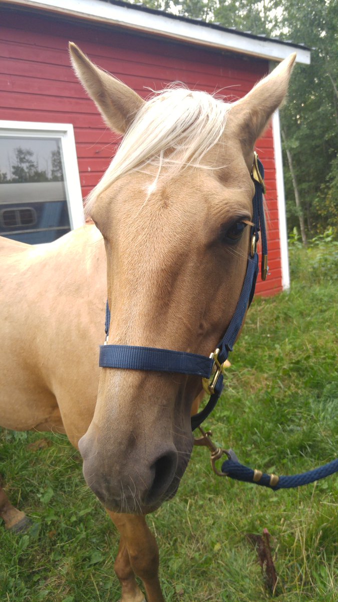 Have you met Twix? She's the newest addition to our herd and we think she's pretty great! #horselife #horsecamp #strathco