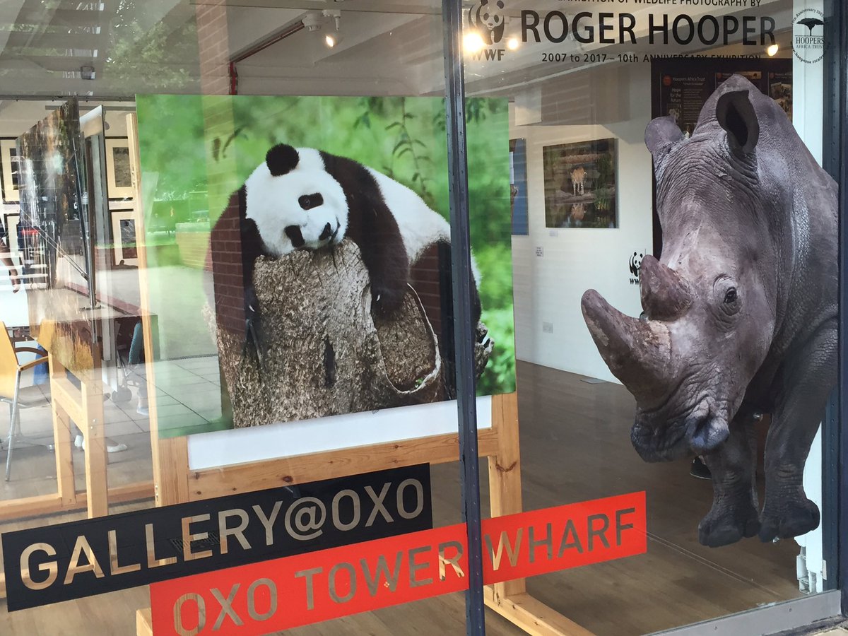 Smithyshere's tweet photo. A safari of stunning #RogerHooper wildlife photos. He tells me #leopard is his personal favourite @@WWF #HoopersAfricaTrust @OxoTowerWharf https://t.co/mRrrQuQj8s