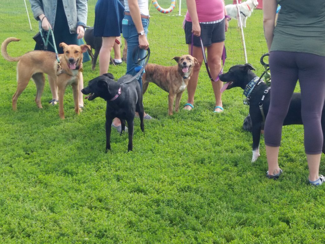 SitWithMeRescue's tweet photo. Come join all these happy pups! #swmanniversary #larochepark #dogsof613 #SundayFunday https://t.co/V1hxpvxd4p