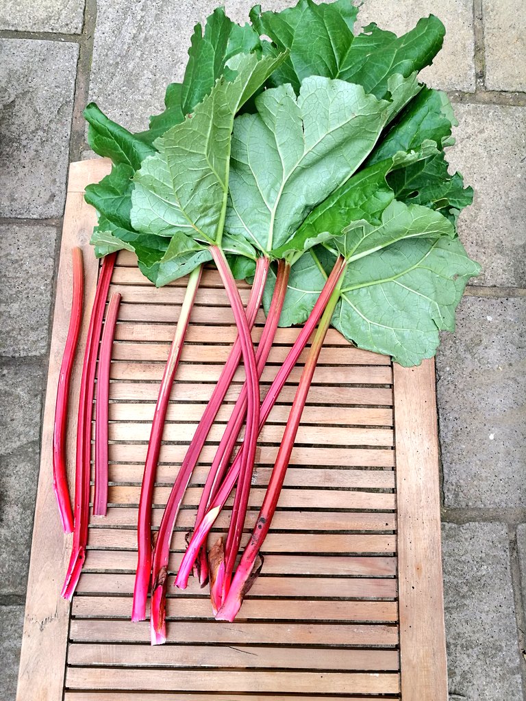 Garden grown champagne rhubarb cut ready for Sunday dinner crumble