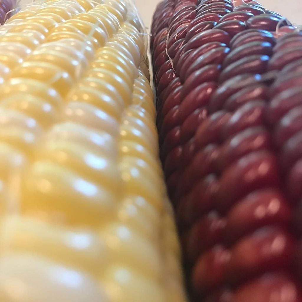ChicagoAreaYoga's tweet photo. My first homegrown corn harvest! #homegrown #growyourown #sweetcorn #rubyqueen #chicagoyoga #myareayoga #yogaeverydamnday #yoga #yogachalle… https://t.co/xhEnzg1Gkv