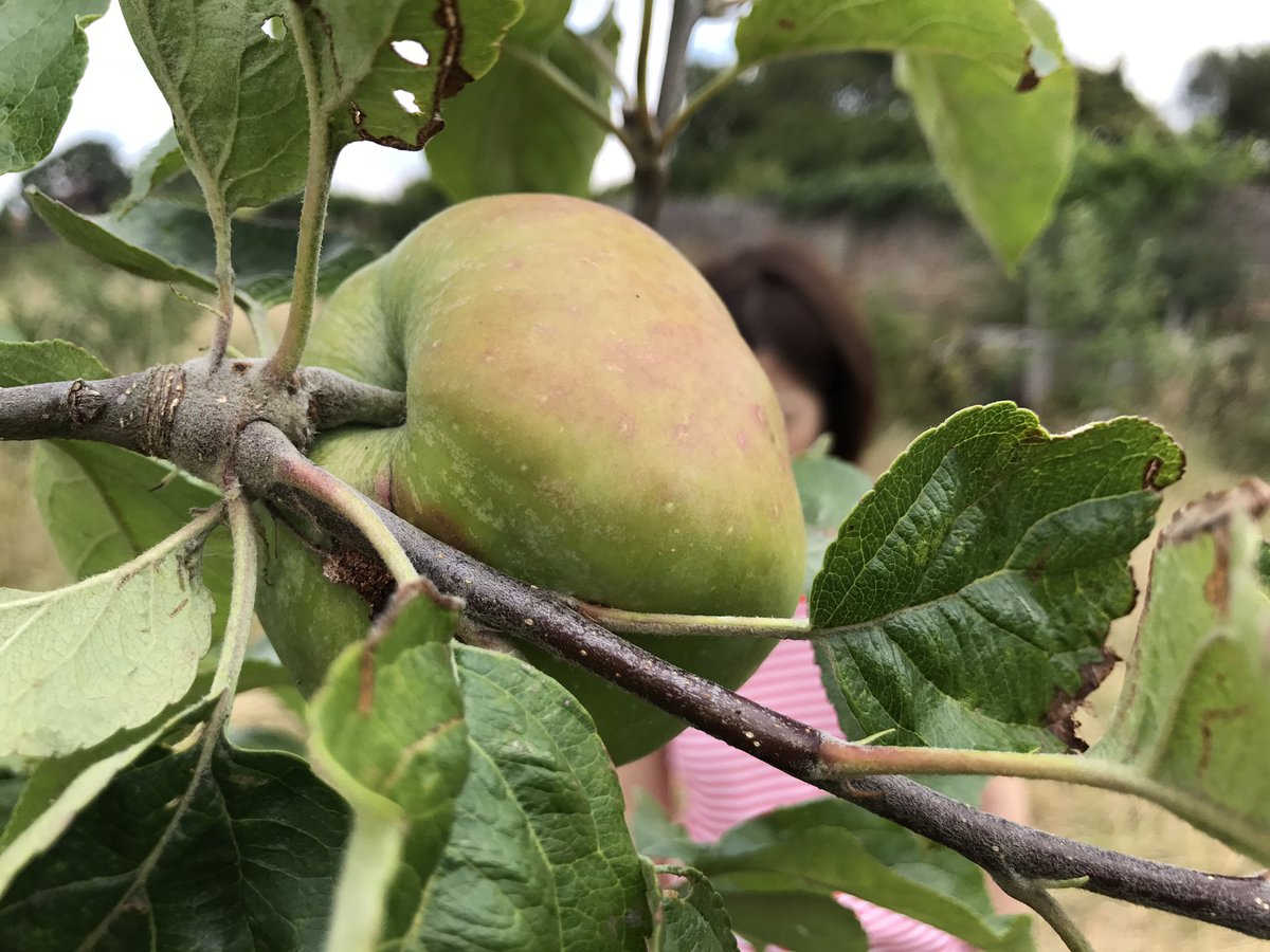 We will be working in the Orchard on Sunday 27th August from 11am during the <a href="/EnfieldFoodFest/">Enfield Food Fest</a> If you are visiting, pop in and see us