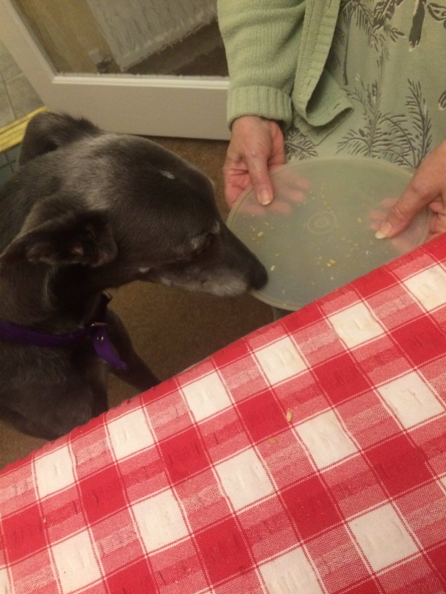 BrennTheDog's tweet photo. Helping my Nanny with the washing up!! #DogsOfTwitter https://t.co/S2cLSQ4FBy