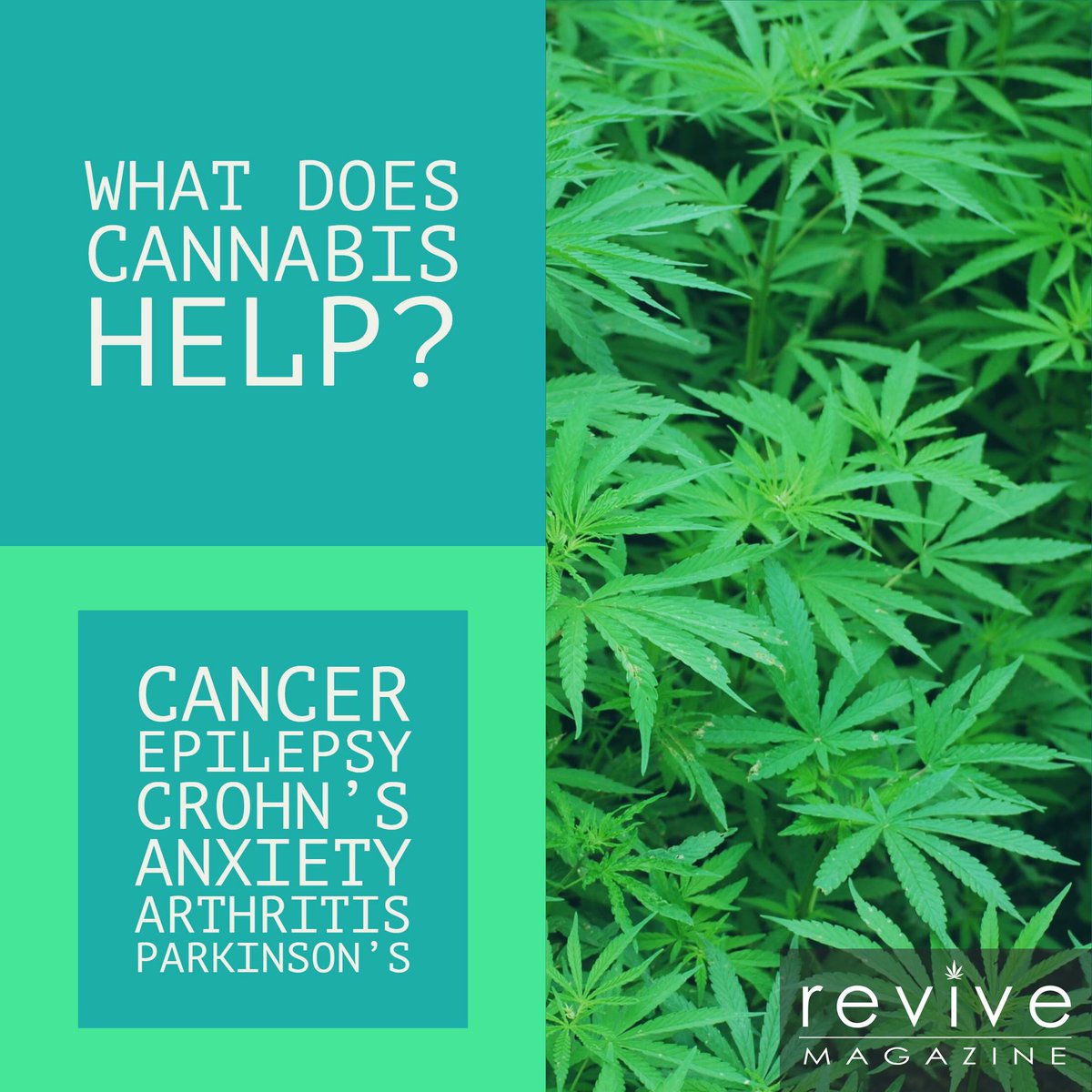 GetReviveMag's tweet photo. What does cannabis help? https://t.co/Nhyv4Qeu5G