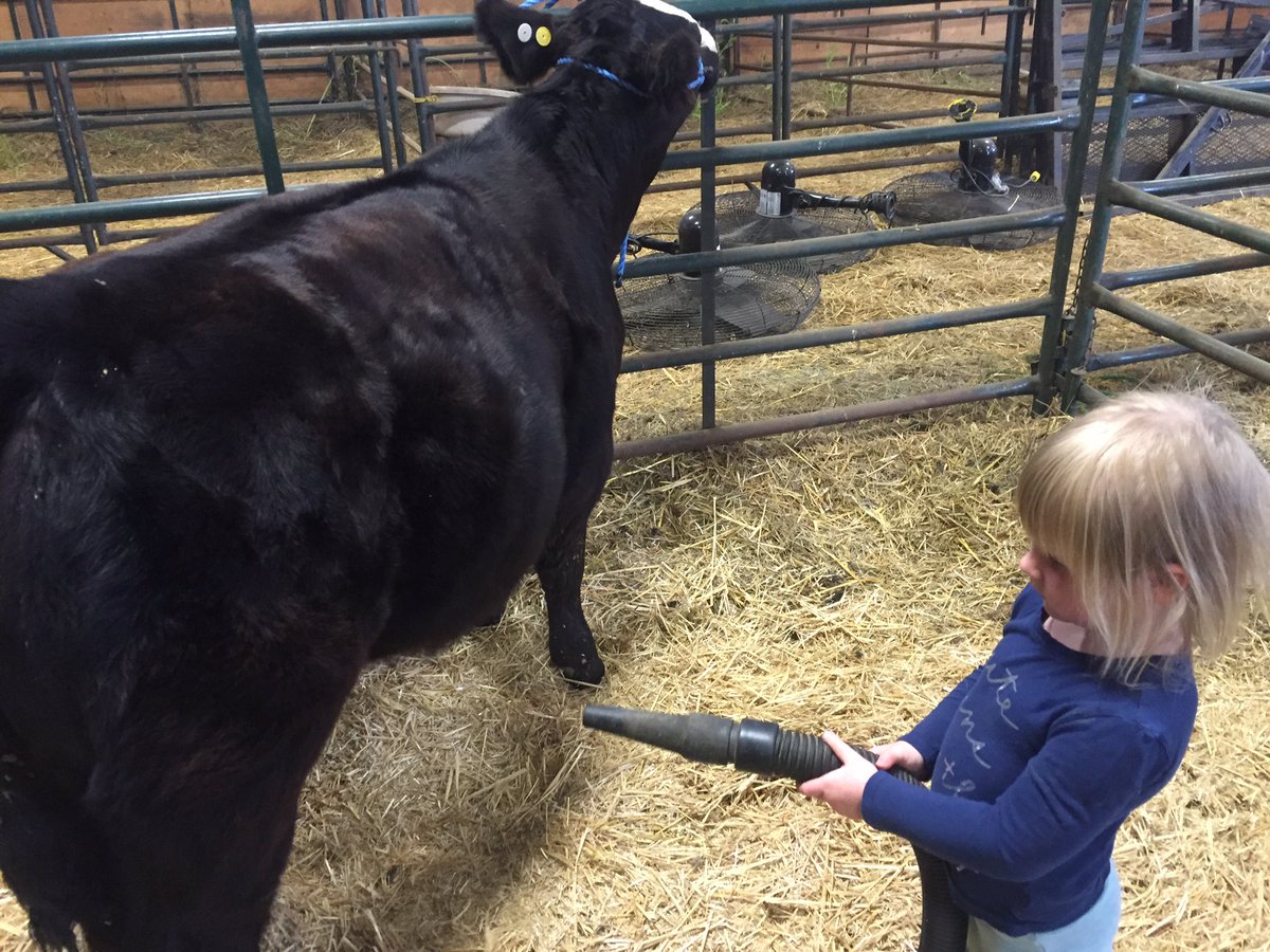 My little helper working on her show her!