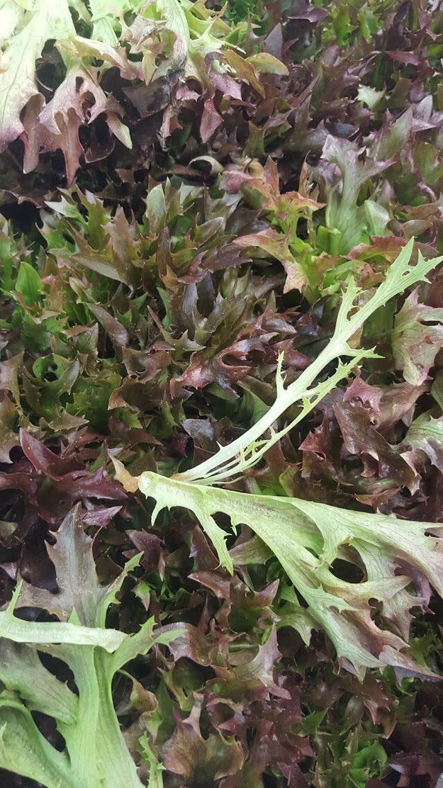 You better be-leaf it - you can find great, fresh #food every Saturday at #Hampstead market. #london #farmersmarket