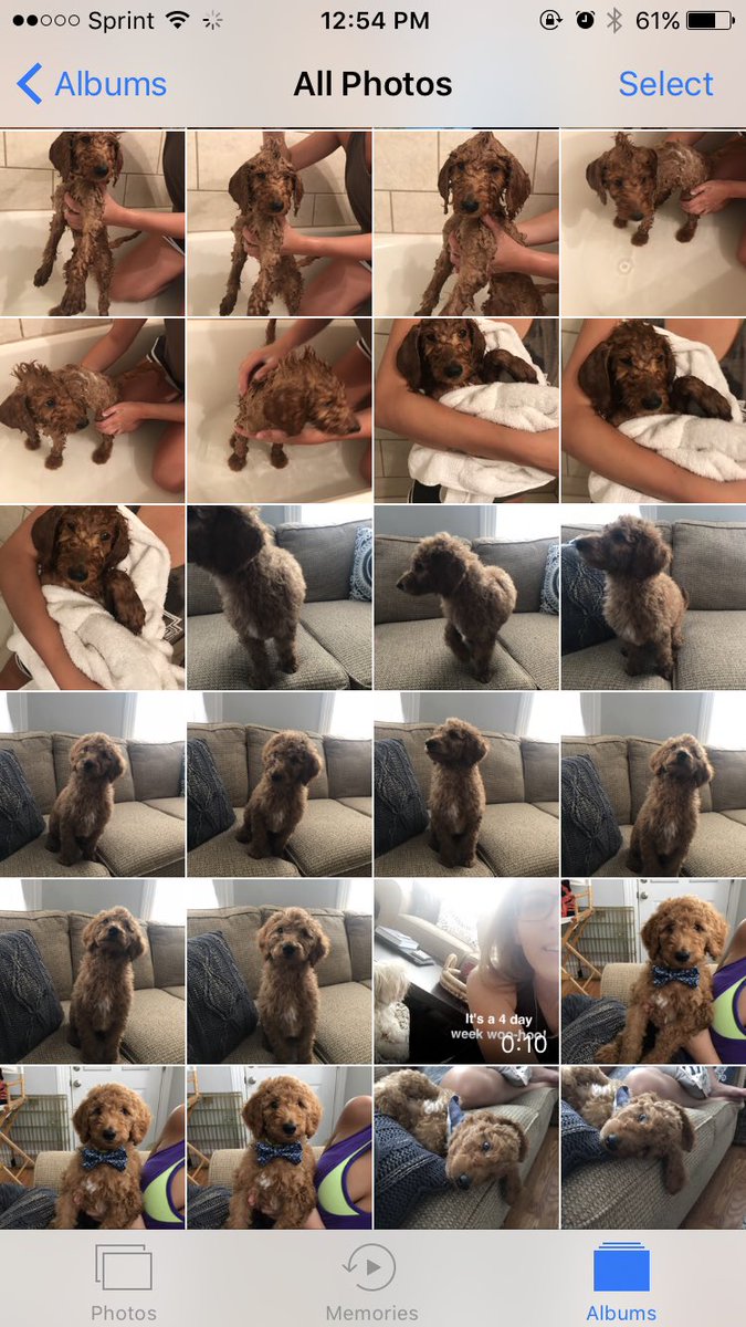 mandaatweets's tweet photo. In case anyone was curious what my camera roll looks like https://t.co/FueF1zg8tj