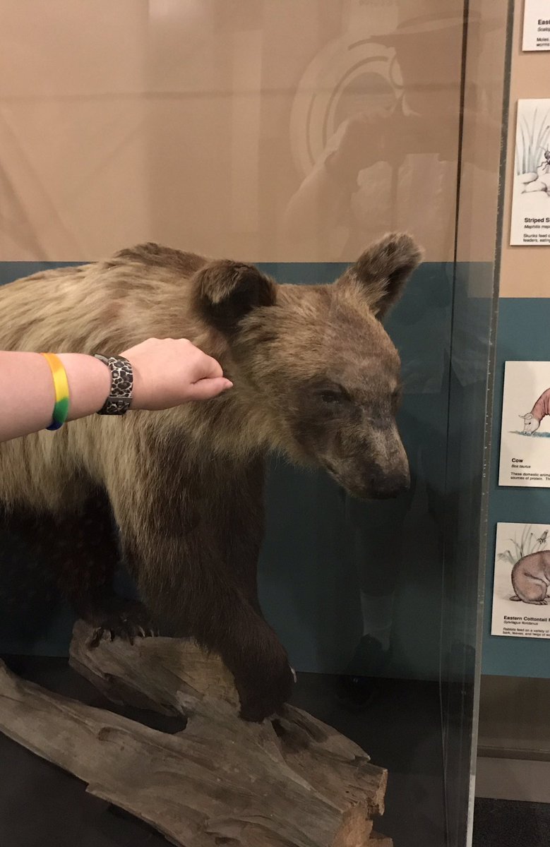 librarian_kate's tweet photo. BEAR PUNCH! at the South Carolina State Museum. #shirtlessbearfighter #waronbearror #bearpunch @SBF_Comic https://t.co/3kgwS6voBu