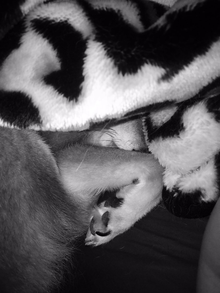 GojiraLover's tweet photo. Shiba splunking. #masternapper #cavedweller https://t.co/O41DpWWNGS