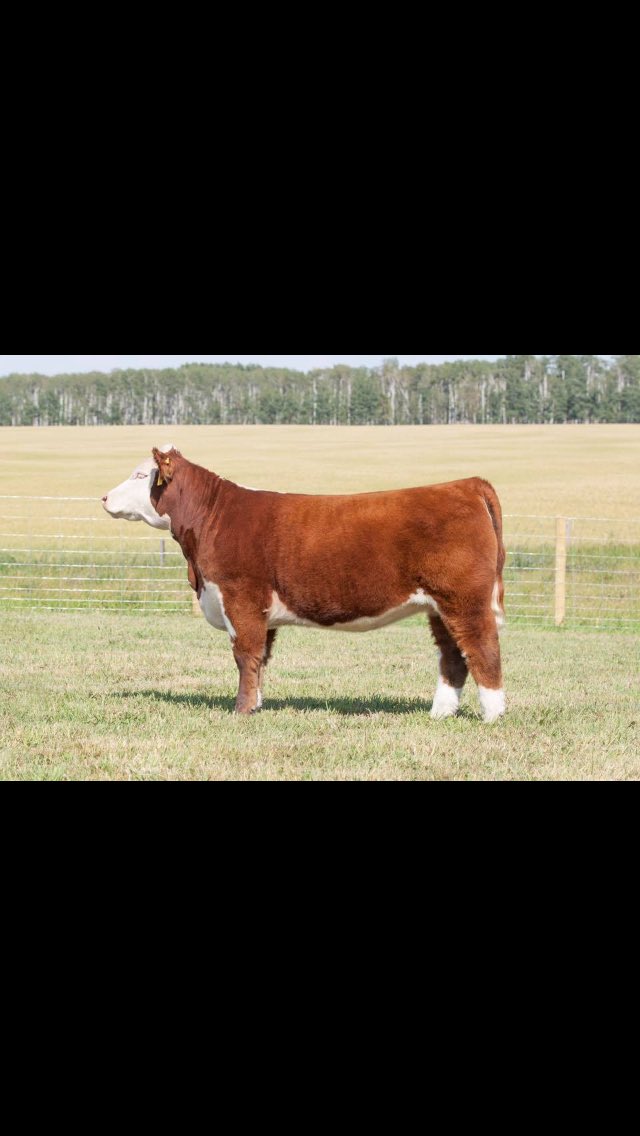 This Italian Stallion powerhouse female sells October 15 on Sconlinesales.com! Owned with <a href="/ChaseMiller_11/">Chase Miller</a>