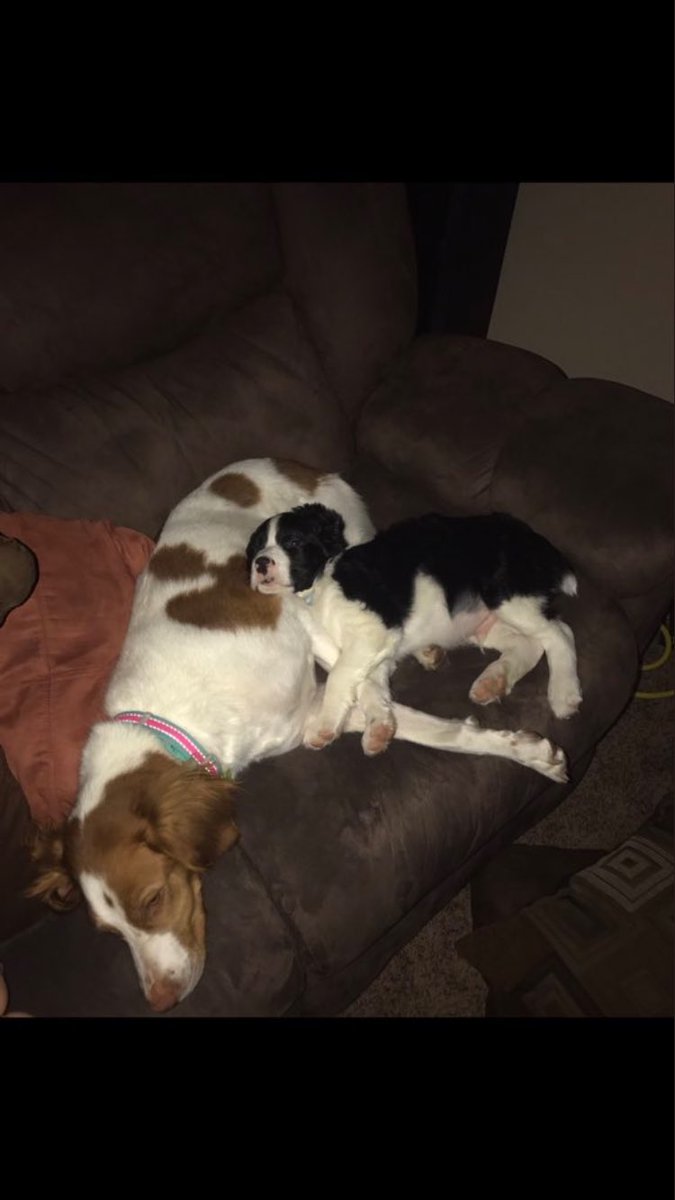 SDDogs1's tweet image. Tucker and Keena, Aberdeen