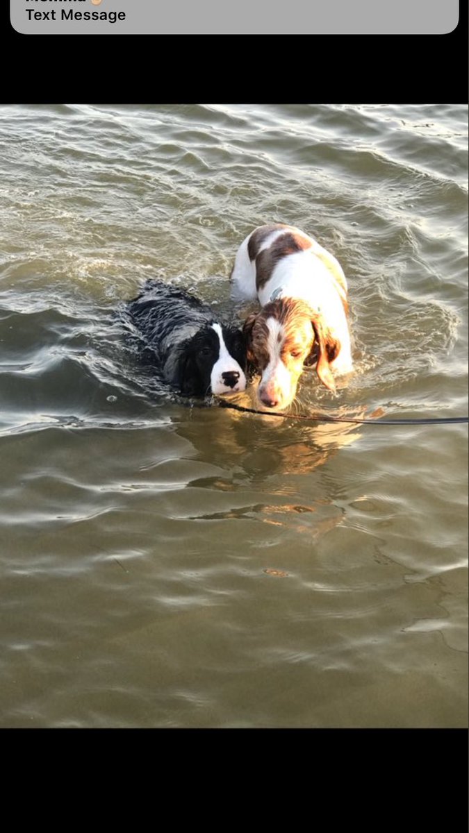 SDDogs1's tweet image. Tucker and Keena, Aberdeen