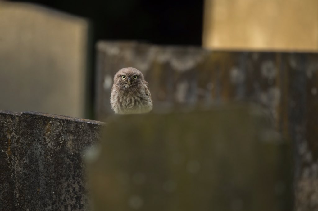 672aob's tweet photo. @UKLittleOwls I've been doing a Little Owl photography project of my own for the past few weeks! https://t.co/lDBmGBCCTp