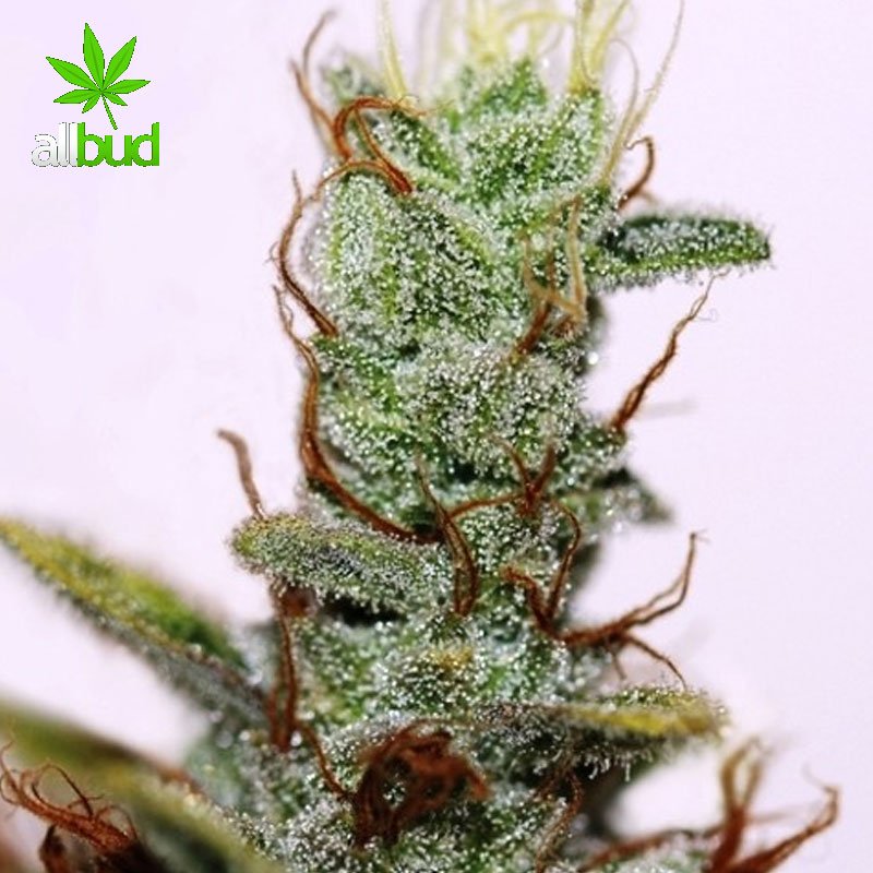 All_Bud's tweet photo. #Akorn! Hybrid - 50% Sativa /50% Indica, THC: 25% - 26%. https://t.co/t4kPuIN1Oi
#allbud #akorn #acorn #snowbud #marijuana #use #smoke https://t.co/U53WlIdmOu