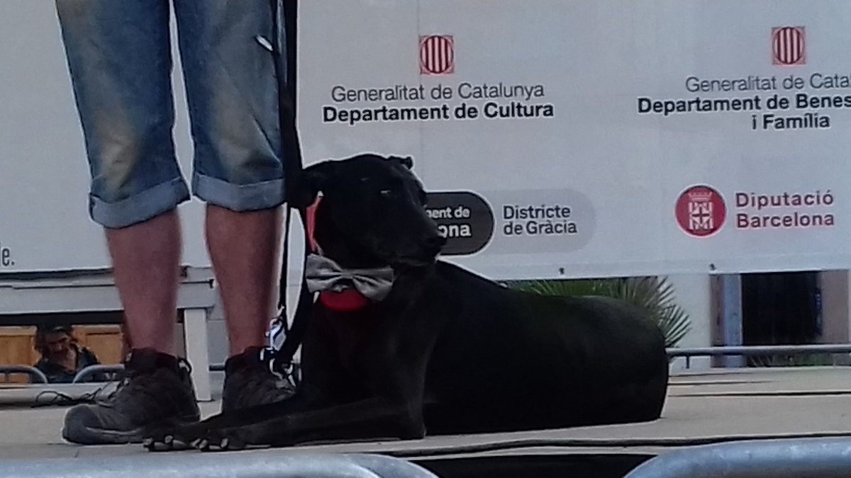 FestesAnimals's tweet photo. @AlPerroVerde a la IX FESTA DELS ANIMALS. Rehabilitació, educació, amor... i Rocky ajudant a tants humans i peluts des de fa 7 anys. Gràcies https://t.co/caTM1JXRFD
