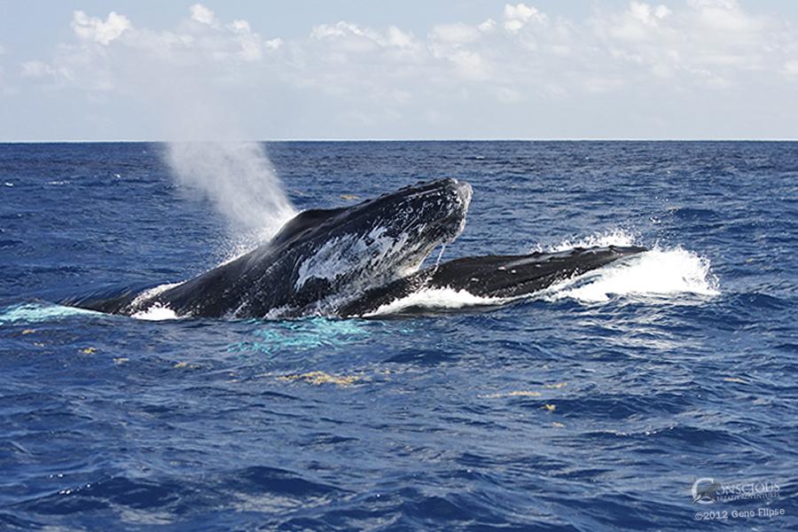 BiologistDan's tweet photo. During an #Eclipse in the #Galapagos, scientists noticed #Whales and #Dolphins surfacing together to watch. They dispersed immediately after https://t.co/PSD7L2KFvo