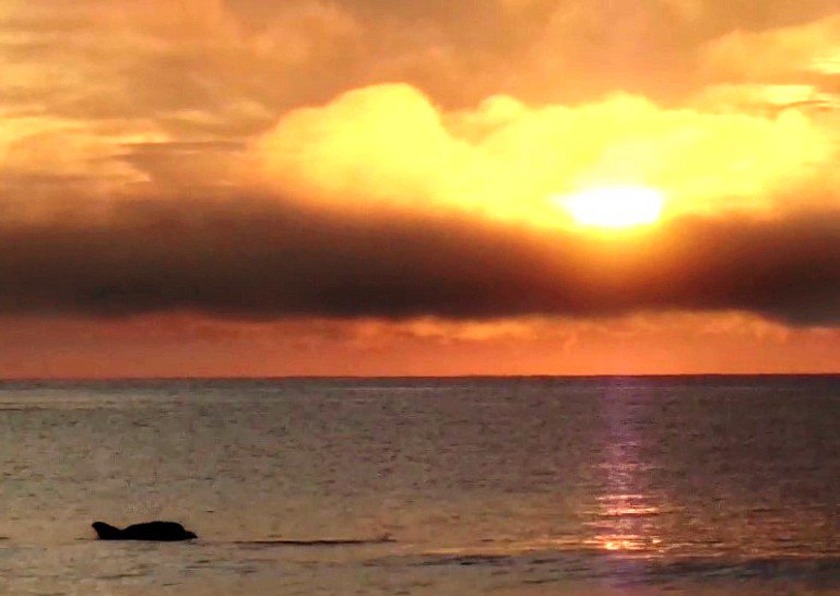 Bottlenose Dolphin Beverly Beach, Florida. #dolphin  @USAsunrise <a href="/enjoyFlaglerBch/">enjoy Flagler Beach</a>