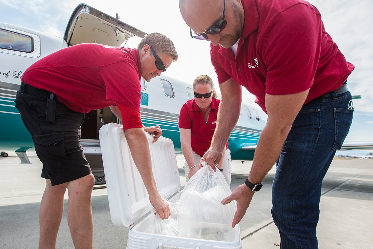 Thanks to <a href="/London_Air/">London Air</a> who helped us introduce 390 Northern leopard frog tadpoles and 10 froglets into the Rocky Mountain population.