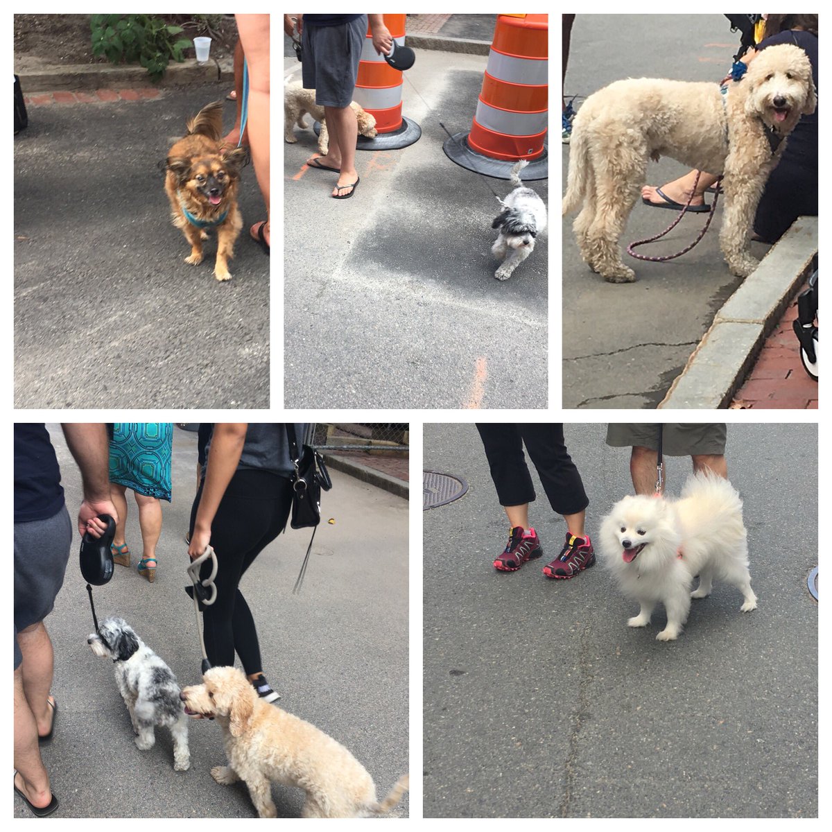 benbungert's tweet photo. So many cute doggies at the #fortpointfest! Here repping @SparkBoston... but spending too much time snapping dog pics. #sundayfunday https://t.co/xLgtlKORqj