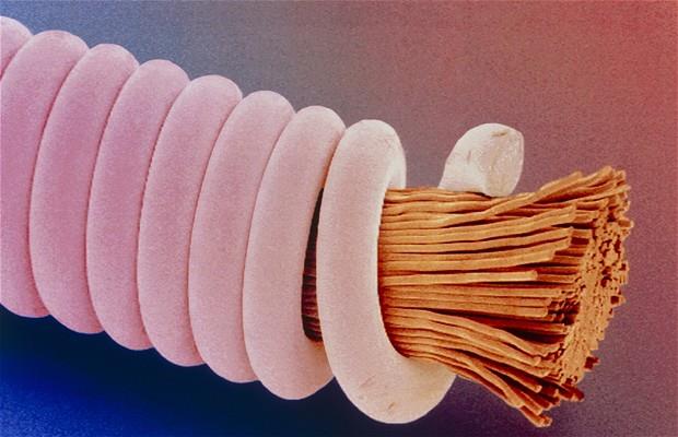 AmericanMusical's tweet photo. A Nylon Guitar String under a microscope.
--
#GuitarString #UnderaMicroscope https://t.co/ASaf84xeZn