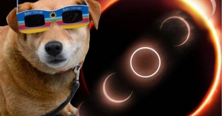 DailySlap's tweet image. The Great American #SolarEclipse is almost here! Don't forget to keep your #dog or #cat inside unless you got them their own safety glasses!