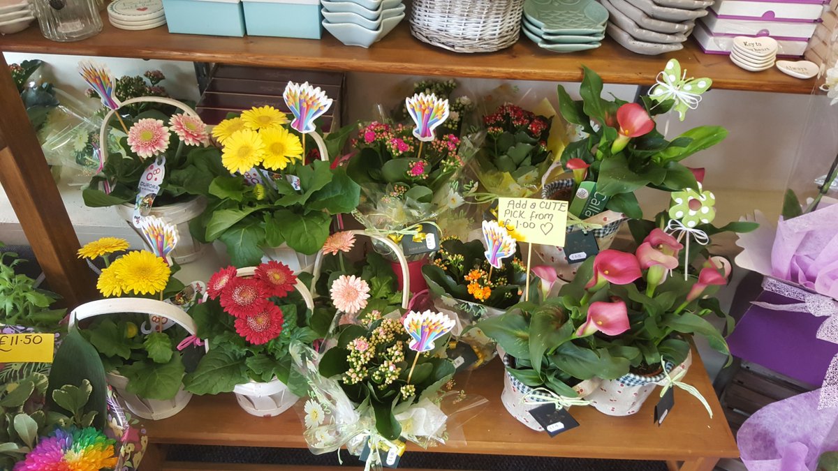 LesFleursTorbay's tweet photo. Plants Galore! #GiftWrapped #SmallToken #Gift #CallaLily #Kalanchoe #Germini #SchoolLeavers #TeachersPet https://t.co/6d7luIHJEd